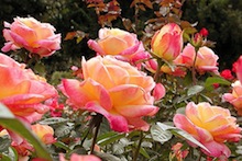 Peace rose bush